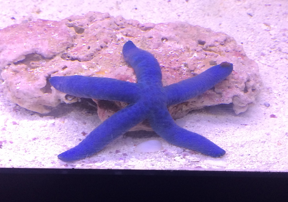 Starfish, Saltwater Star Fish, Blue Linckia, Orange Sea Star